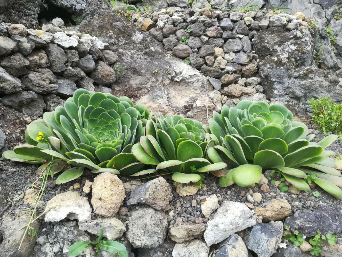 Casas Rurales Los Guinderos Icod De Los Vinos Ngoại thất bức ảnh